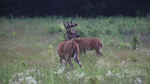 A big buck with doe roaming through the brush Stock Footage 157570216