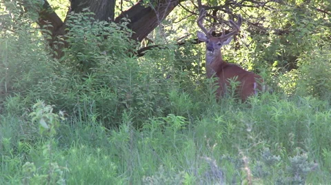 Big buck Stock Footage 908238