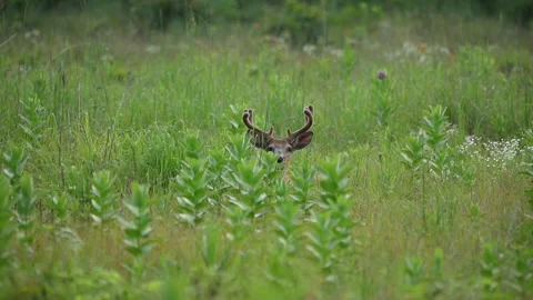 A big buck hiding in the brush Stock Footage 157483329