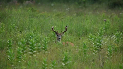 A big buck hiding in the brush Stock Footage 157483717