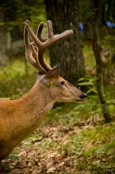 Big Buck Stock Photos