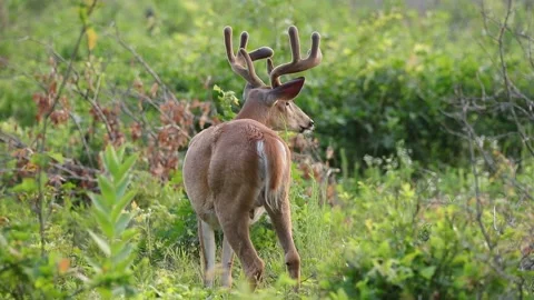 A big buck roaming through the brush Video stock 157483592