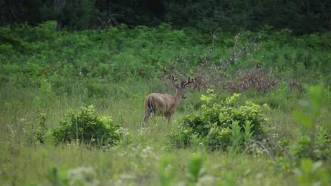 A big buck roaming through the brush Stock Footage 157483641