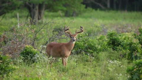 A big buck roaming through the brush Stock Footage 157483784