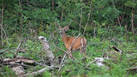 A big buck roaming through the brush Stock Footage 157570176