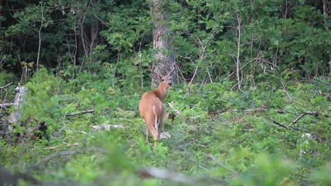 A big buck roaming through the brush Stock Footage 157570188