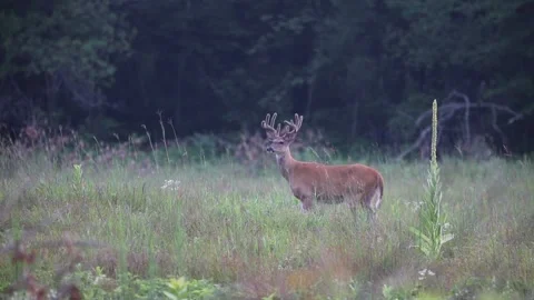 A big buck roaming through the brush Stock Footage 157570447
