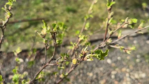 Big Bud Mite pest or Blackcurrant Gall, Cecidophyopsis Ribis. Infected enlarged Stock Footage 271622971