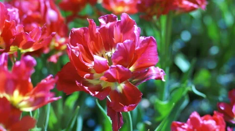 Big bud of red tulips, close-up Stock Footage 55378244