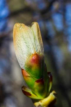 Big bud tree on branch in spring day, selective focus Foto stock