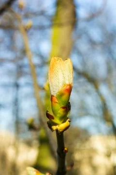 Big bud tree on branch, spring day 스톡 사진