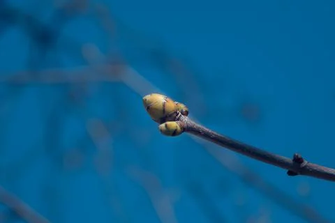 Big bud on the tree from where a flower will grow Stock Photos