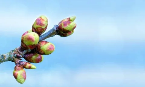 Big Buds on a tree at the springtime. Bokeh light background. Stock Photos