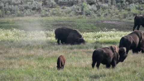 Big Buffalo (bison) rolling in dirt to clean up and remove bugs Stock-Footage 170075221