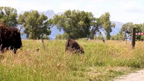 Big Buffalo crossing from left to right. Stock Footage 98358733