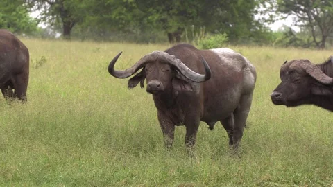 Big Buffalo Video stock 311940250