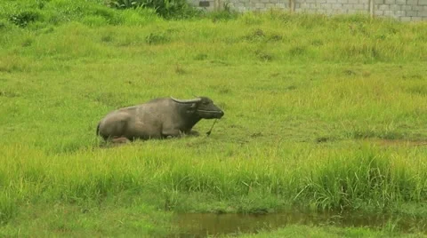 Big Buffalo lying on the grass and chewing Stock Footage 11852551