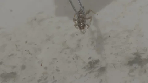 Big Bug Being Dipped Into Water In A Petri Dish Stock Footage 148571997
