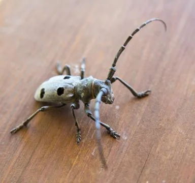 Big bug on board Stock Photos