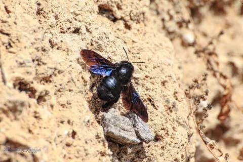 A big bug is climbing on the rock Stock Photos