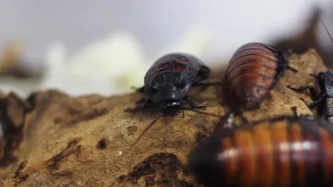 Big bug creeps on a branch close up Stock Footage 130311980