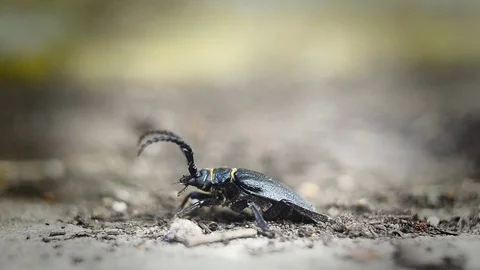 Big bug Stock Footage 81478946
