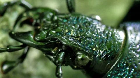 Big Bug insect predator Stock Footage 7748480