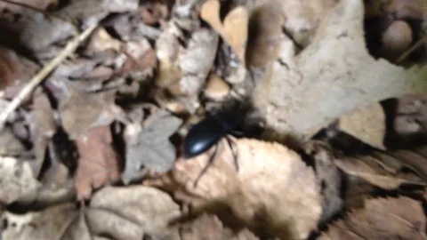 Big bug inside the ancient cave in mountains at Mangup Kale - Crimea , Russia Stock Footage 73766025