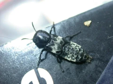 Big Bug Stock Photos