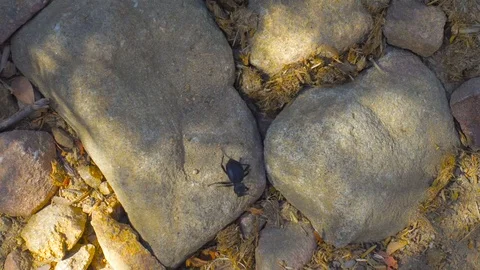 Big Bug Walking on Dry Grass in the Forest Video stock 77413289