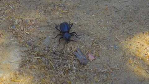 Big Bug Walking on Dry Grass in the Forest Stock Footage 78492327