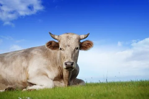 Big Bull on  Alpine  Ecologically Clean Pasture in Summer Day Stock Photos