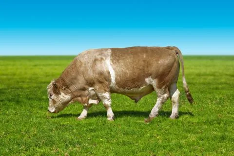 Big bull cow Stock Photos
