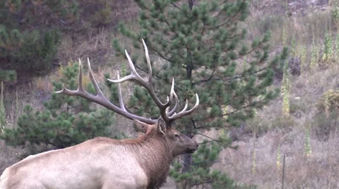 A big bull elk bugling during the fall rut Stock-Footage 42393993