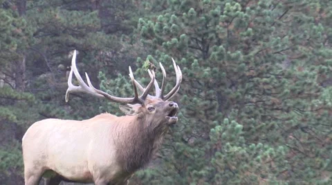 A big bull elk bugling during the fall rut Vídeos de archivo 42576859