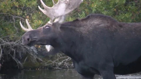 Big Bull Moose Eats Seaweed and Shakes Off Water - Ultra Up Close Moose Video Stock Footage 85769509