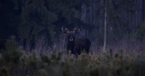 Big bull moose in the forest after sunset, 4K slomo Stock Footage 168484457