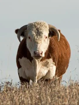 Big Bull Stock Photos