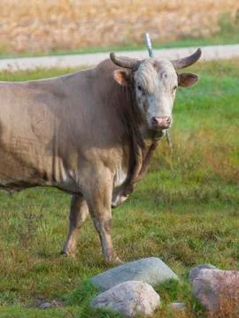 Big Bull Stock Photos