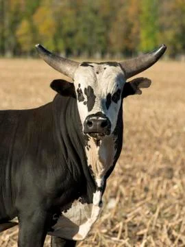 Big Bull Stock-Fotos