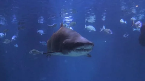 Big bull shark in front of the camera. Most predator shark in ocean. Video stock 287368479