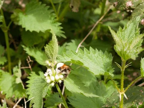 A big bumble bee up close and in view sharp and crisp and clear with his he.. Stock Photos