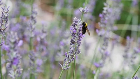 Big Bumble Bee Collecting Pollen from Lavender Flower Stock Footage 288096731