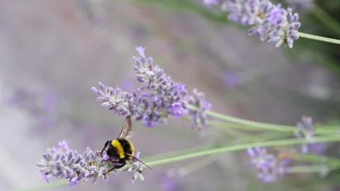 Big Bumble Bee Collecting Pollen from Lavender Flower Stock Footage 288099427