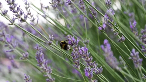 Big Bumble Bee Collecting Pollen from Lavender Flower Stock Footage 288099571
