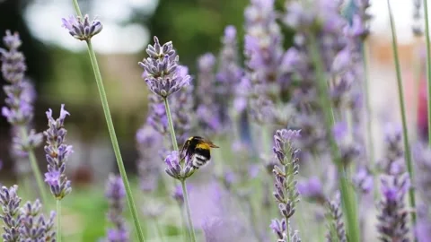 Big Bumble Bee Collecting Pollen from Lavender Flower Stock Footage 288105693