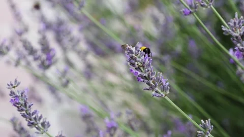 Big Bumble Bee Collecting Pollen from Lavender Flower Stock Footage 288106645