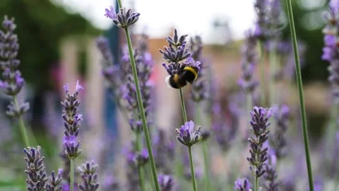Big Bumble Bee Collecting Pollen from Lavender Flower Stock Footage 288108417