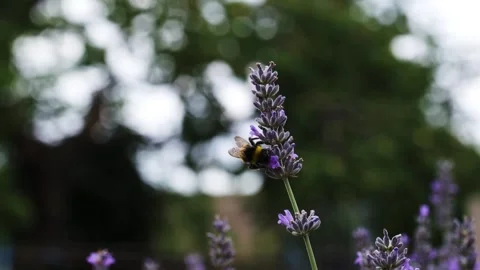 Big Bumble Bee Collecting Pollen from Lavender Flower Stock Footage 288115420