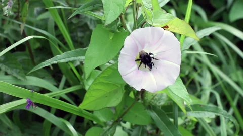 Big bumble bee gather nectar Stock Footage 87319944